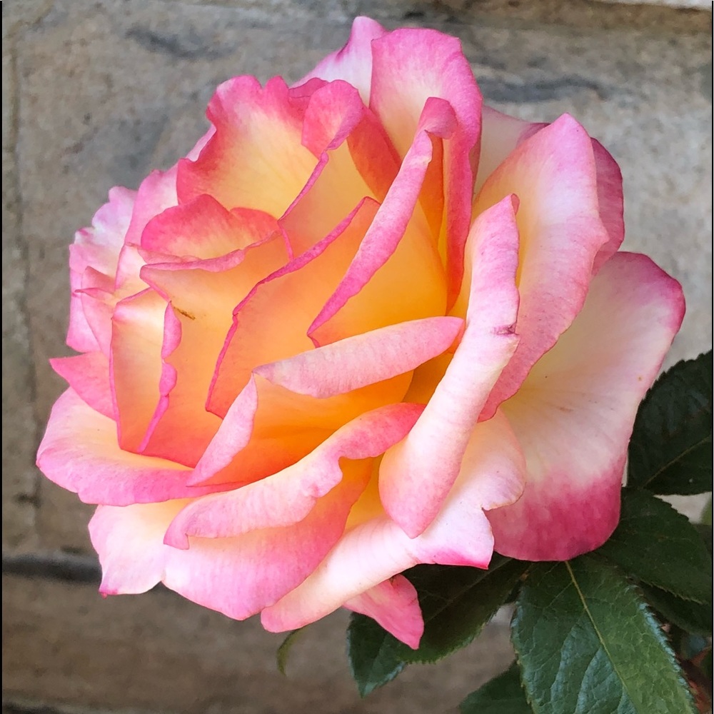 Meet your Posher, Lucy